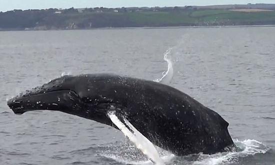 [视频]英国座头鲸海上“表演”数小时 原来是被困渔网中