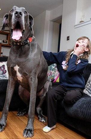 [视频]2米长的大丹狗荣登英国最大狗宝座