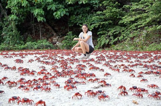 [视频]4300万只螃蟹“接管”澳大利亚圣诞岛