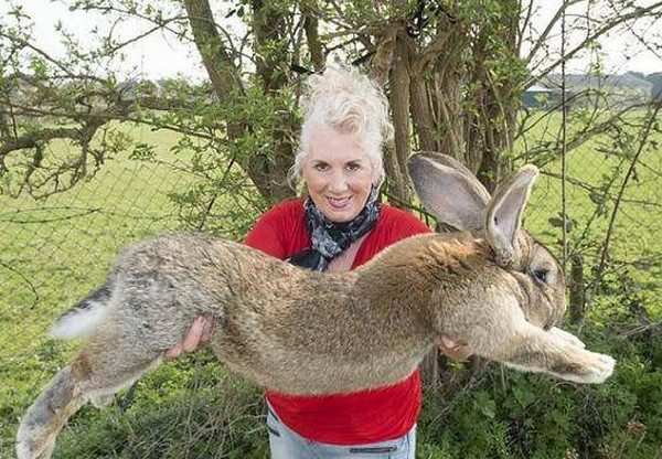 [视频]名贵巨兔神秘死亡：名贵巨兔死于美联航托运途中 原有望成世界最大兔