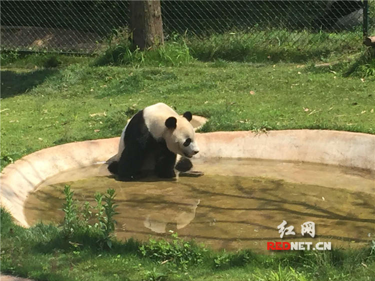 10日上午10点《时刻直播》探访长沙生态动物园