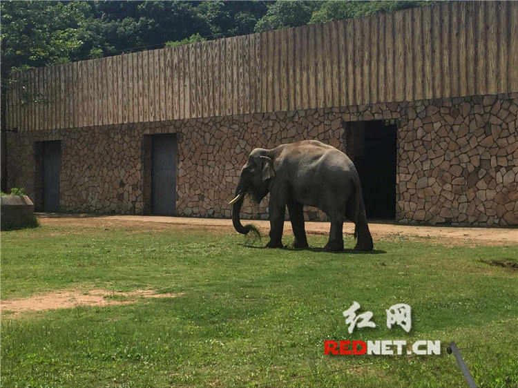 时刻直播：探访长沙生态动物园 体验虎口喂食