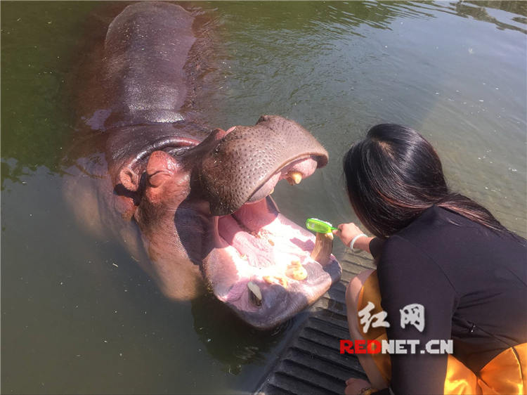 时刻直播：探访长沙生态动物园 体验虎口喂食