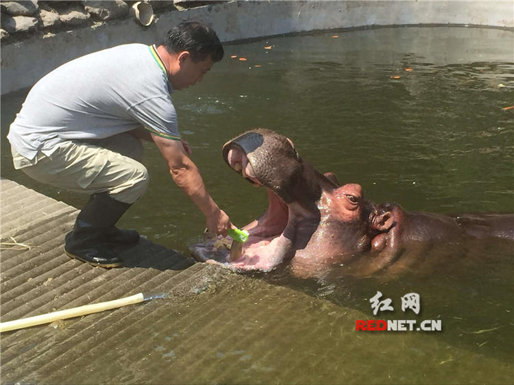 时刻直播：探访长沙生态动物园 体验虎口喂食