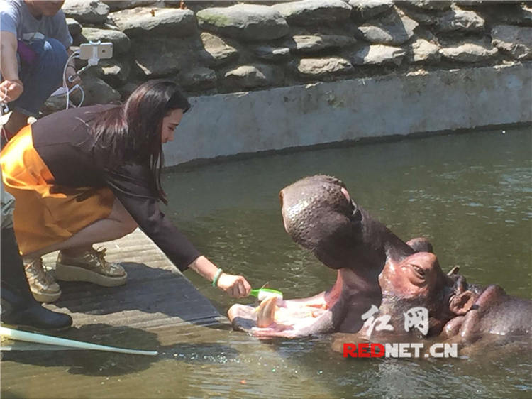 时刻直播：探访长沙生态动物园 体验虎口喂食