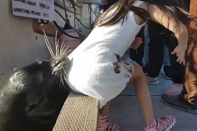 [视频]加拿大：华人小女孩亲近海狮 被咬住裙子拖下水