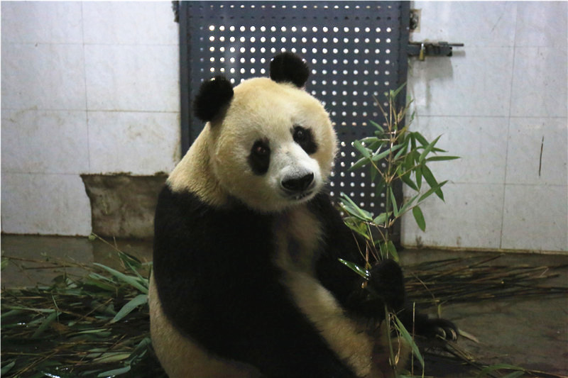 [视频]34岁大熊猫“苏苏”因病死亡 年龄相当于百岁老人