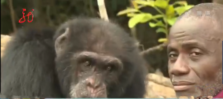 [视频]科特迪瓦老人守护世上最孤独的黑猩猩
