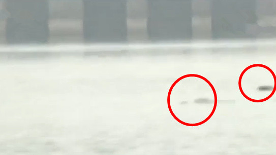 [视频]江豚现身长江 数量近十年来罕见