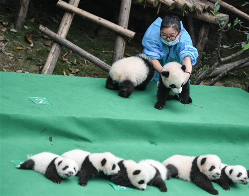[视频]2017年新生大熊猫宝宝集体亮相