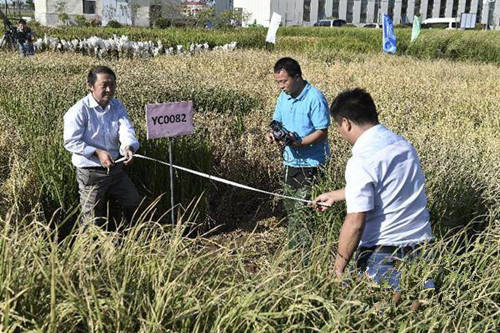 [视频]探秘·技术：我国高产“海水稻”试种成功