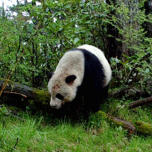 [汇说天下]绿色发展 守护大熊猫栖息地