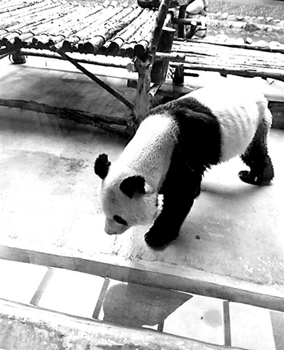 [视频]陕西：大熊猫瘦成皮包骨头 只因牙病吃不下东西