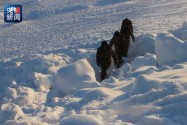 [视频]致敬最可爱的人丨极寒天气坚守边境，身蒙霜雪步履不歇！