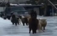 [视频]加拿大：跌跌撞撞 羊群排队过结冰马路