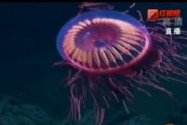 [视频]罕见！科学家深海偶遇“烟花水母”