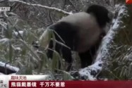 [视频]趣味天地：熊猫戴墨镜 千万不要惹