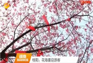 桂阳：花海喜迎游客