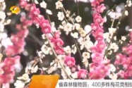 省森林植物园：400多株梅花竞相绽放