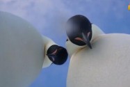 [视频]南极洲摄像头遇到动物界“高级脸” 帝企鹅也会玩自拍