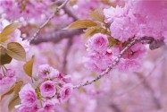 [视频]不用去日本 中国这8个地方的樱花美哭
