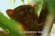 [视频]6种堪称同类最小动物和“蚂蚁”大小的“蝙蝠”你见过吗？