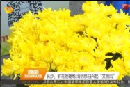 长沙：鲜花换鞭炮 清明祭扫兴起“文明风”