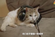 [视频]猫咪呼噜声的曲子 专给你家主子听的歌