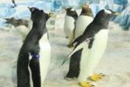[视频]实拍来自南极的白眉企鹅 身长腿短走起路来摇摇晃晃 萌到犯规