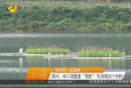 [守护好一江碧水]资兴：东江湖重建“绿肺” 鸟类增加十余种