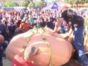 [视频]美国：984公斤南瓜获得南瓜称重大赛冠军