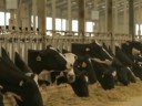 [视频]内蒙古：产融结合 农企互利共赢